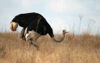 Ostrich-1.png